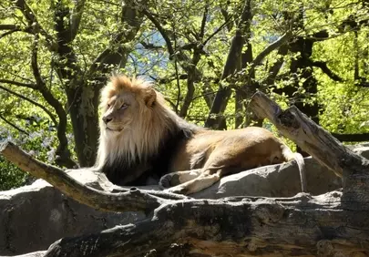 Majestic African Lion Resting in Sun-Dappled Forest