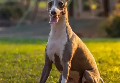 Golden Hour Greyhound: A Regal Sunset Portrait