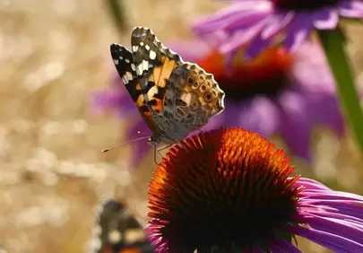 Vibrant Butterfly Alighting on a Radiant Echinacea Bloom