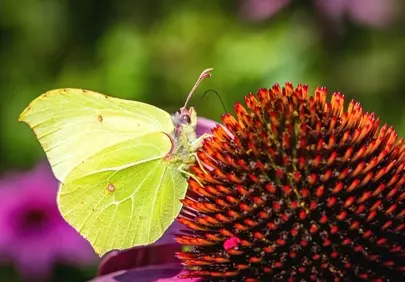 Vibrant Yellow Butterfly on Purple Coneflower