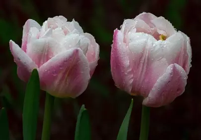 Enchanting Pink Tulips with Sparkling Morning Dew
