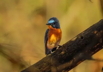 Vibrant Wild Bird Perched in Autumnal Jungle