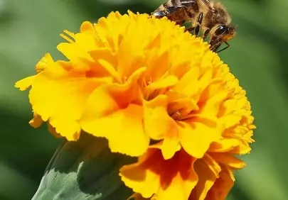 Vibrant Macro: Busy Bee on Golden Marigold Bloom