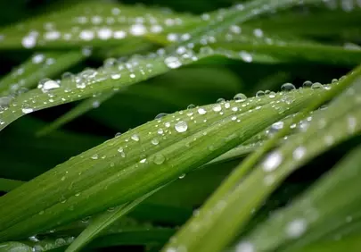 Vibrant Green Leaves Adorned with Sparkling Raindrops