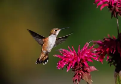 Vibrant Hover: Hummingbird Sips Nectar from a Pink Flower