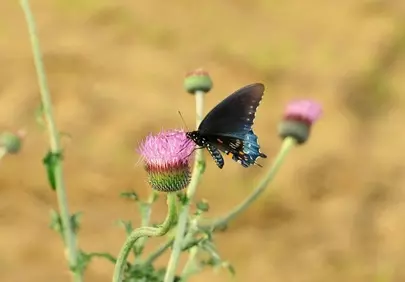 Vibrant Spring Macro: Butterfly on Thistle Bloom