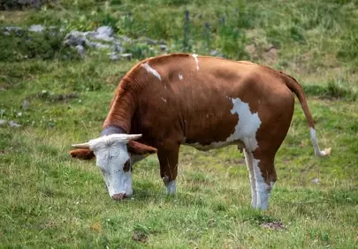 Serene Alpine Grazing: Brown and White Cow in Mountain Meadow