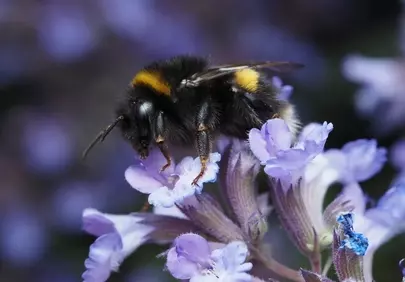 Vibrant Bumblebee Pollinating Lavender Blooms in Spring