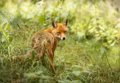 Alert Red Fox Gaze in Enchanting Forest Light