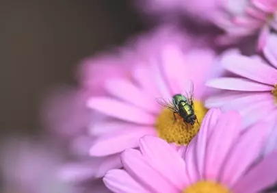 Stunning Macro: Iridescent Fly on Vibrant Pink Daisy