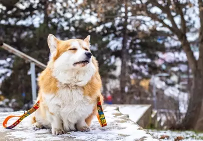 Charming Corgi's Winter Nap: A Snowy Outdoor Portrait