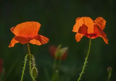 Vibrant Red Poppies Bathed in Golden Sunlight