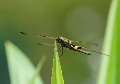 Vibrant Spring Macro: Dragonfly Perched on Green Leaf