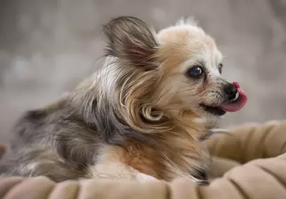 Adorable Long-haired Chihuahua: Sweet Lick Expression