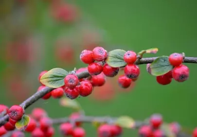 Vibrant Red Cotoneaster Berries on a Lush Green Blurry Background