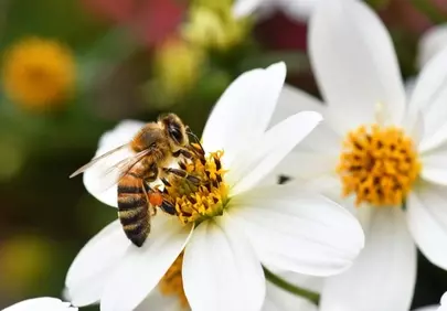 Vibrant Macro: Honey Bee Foraging on Delicate White Flower