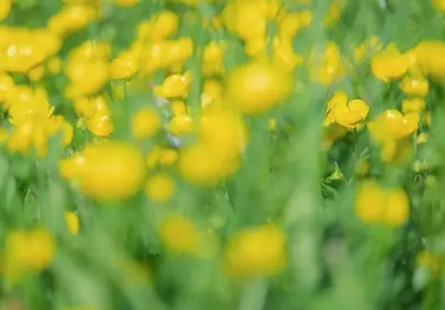 Vibrant Yellow Ranunculus: A Macro Spring Meadow