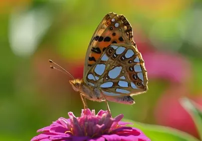 Vibrant Fritillary Butterfly Resting on a Pink Zinnia