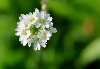 Stunning White Berteroa Bloom: Macro Nature's Delicate Beauty