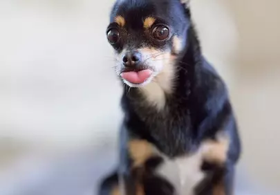 Adorable Chihuahua with Tongue Out: Purebred Playfulness