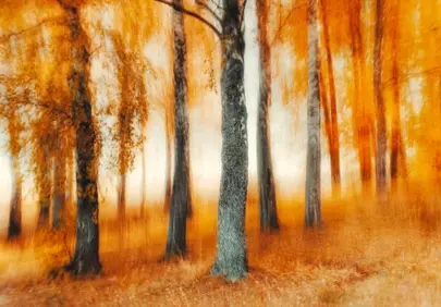 Vibrant Autumn Hues: Blurred Forest Abstract