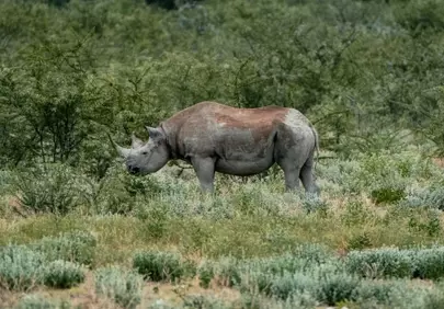 Majestic Black Rhino Roaming Wild in African Savanna