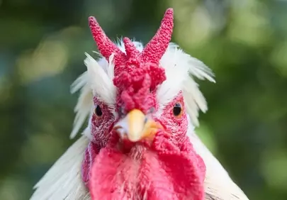 Majestic White Rooster: A Close-Up of Farm Pride