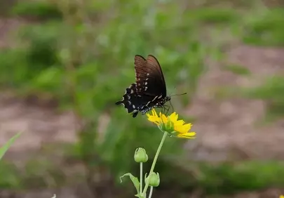 Vibrant Summer: Butterfly Pollinating Yellow Bloom