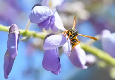 Vibrant Wisteria Macro: Wasp on Purple Flower