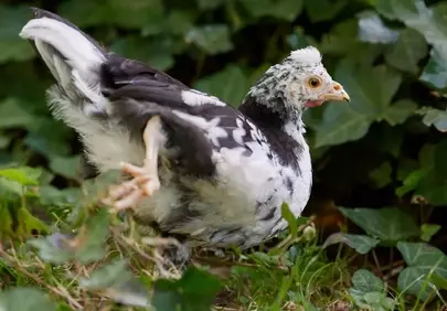 Charming Speckled Chick Exploring Nature's Green