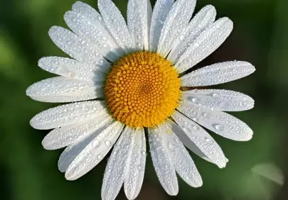 Stunning Macro: Dew-Kissed Daisy's Pristine White Petals