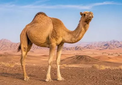 Majestic Desert Dweller: Solitary Dromedary in Arid Mountains