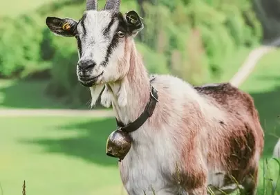 Majestic Mountain Goat in Lush Bavarian Pasture
