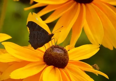 Vibrant Butterfly on Golden Coneflower Blossom
