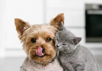 Unbreakable Bond: Adorable Dog & Kitten Share a Sweet Moment