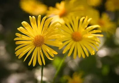 Vibrant Yellow Leucanthemum Blooms in Spring Sunlight