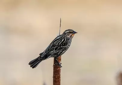 Vibrant Red-winged Blackbird Perched in Spring Wilderness