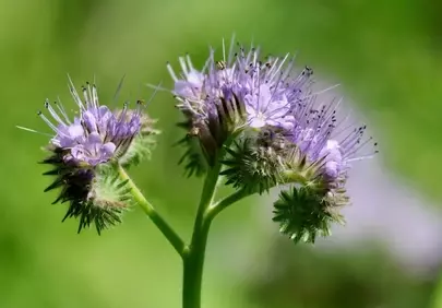 Vibrant Phacelia Blooms: Purple Delights in Nature's Meadow