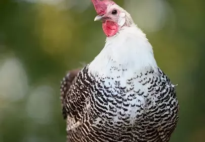 Stunning Braekel Hen: Captivating Farm Bird Portrait