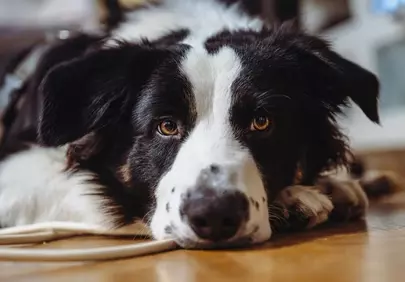 Captivating Gaze: Cute Border Collie Portrait