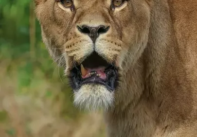 Intense Gaze: Lioness Roaring in Wild Safari