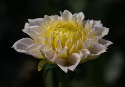 Stunning White & Yellow Dahlia: A Macro Bloom in Full Splendor
