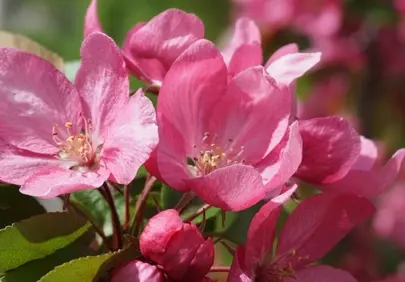 Vibrant Pink Crabapple Blossoms: A Springtime Spectacle