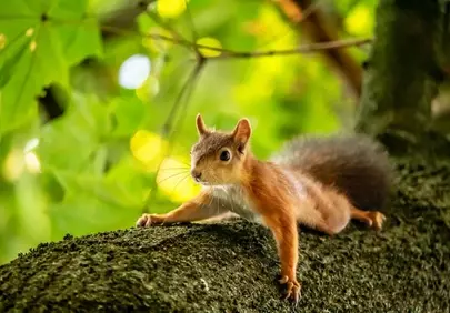 Charming Woodland Squirrel: A Cute Wildlife Portrait in Nature