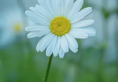 Stunning White Daisy: Captivating Simplicity in Nature's Embrace