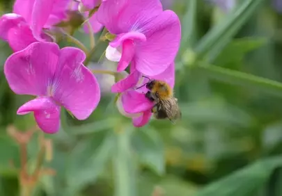 Vibrant Pink Vetch: Bumblebee's Summer Delight