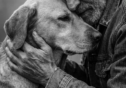Heartfelt Bond: Senior Man Embraces Loyal Labrador in Moving Portrait