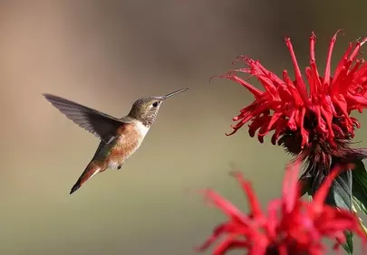 Vibrant Hummingbird Nectaring on Fiery Red Blooms