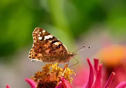Vibrant Butterfly Delights on Zinnia Petals in Autumn Garden