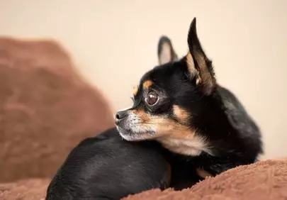 Adorable Chihuahua's Loyal Gaze on Plush Blanket